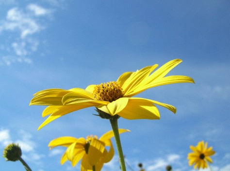fiore-giallo